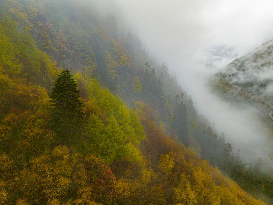 云纏霧繞，層林盡染。