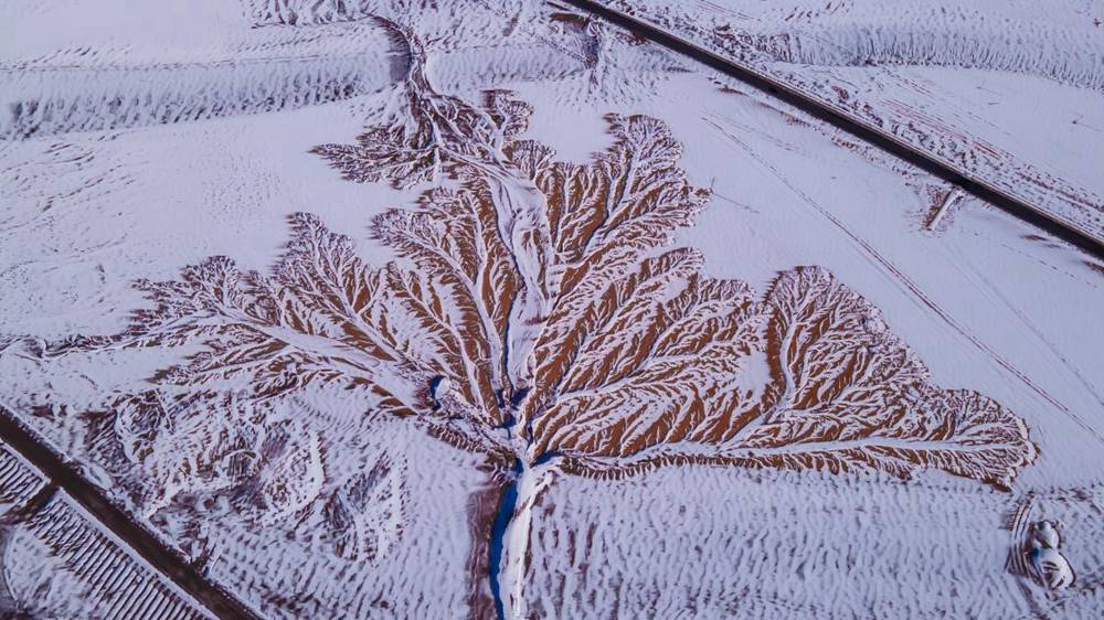 雪中“大樹”。邊巴多吉攝
