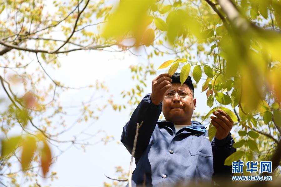 (脫貧攻堅·圖片故事)(4)“90后新農人”的返鄉(xiāng)致富路