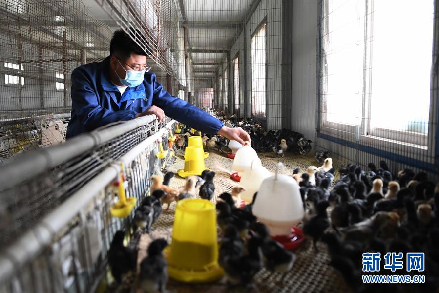 (脫貧攻堅·圖片故事)(6)“90后新農人”的返鄉(xiāng)致富路