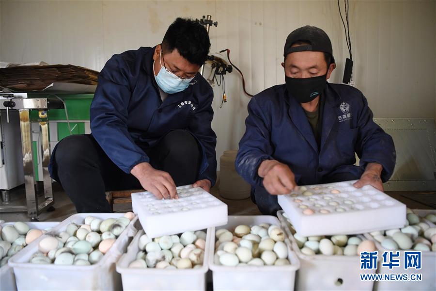 (脫貧攻堅·圖片故事)(7)“90后新農人”的返鄉(xiāng)致富路