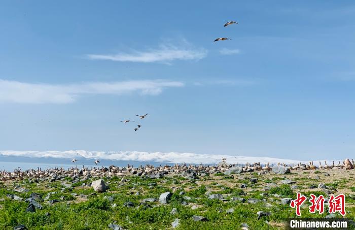 探訪(fǎng)鳥(niǎo)島關(guān)停兩年后:人去鳥(niǎo)來(lái)生態(tài)轉(zhuǎn)好