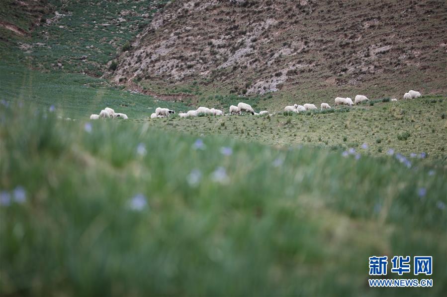 (美麗中國)(4)祁連山下冰溝河 水草豐茂美如畫
