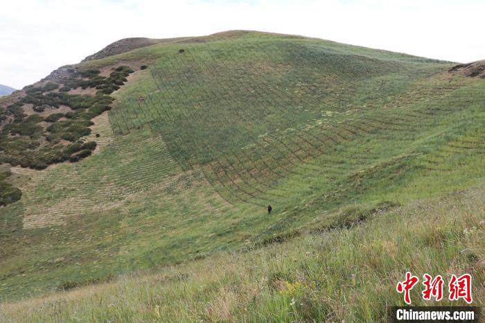 四川省阿壩州若爾蓋縣草原沙化治理后。若爾蓋縣林業(yè)和草原局供圖