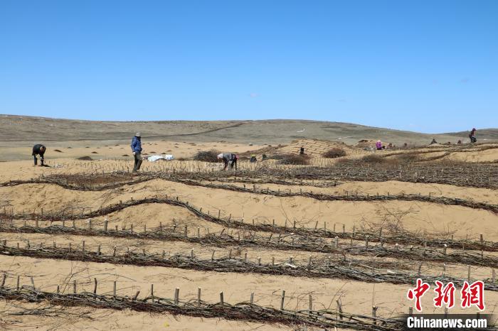 工作人員編織高山柳沙障。若爾蓋縣林業(yè)和草原局供圖