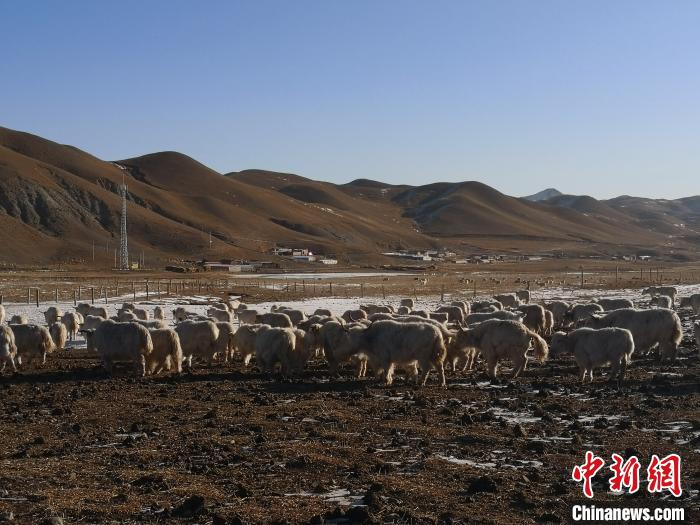 圖為甘肅天祝白牦牛。(資料圖) 南如卓瑪 攝