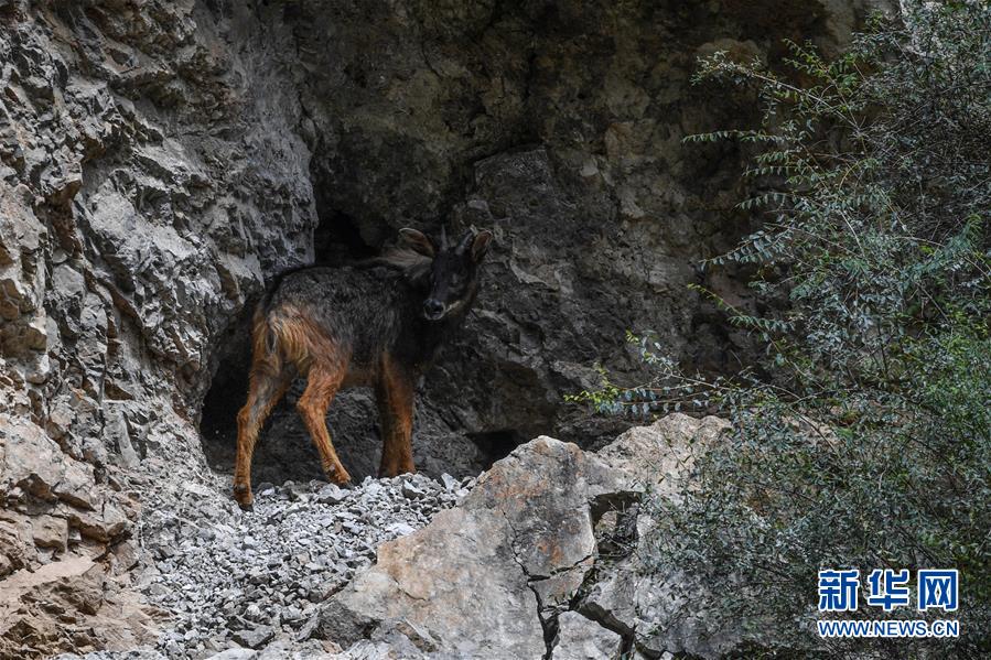 (環(huán)境)(3)中華鬣羚現(xiàn)身青海玉樹