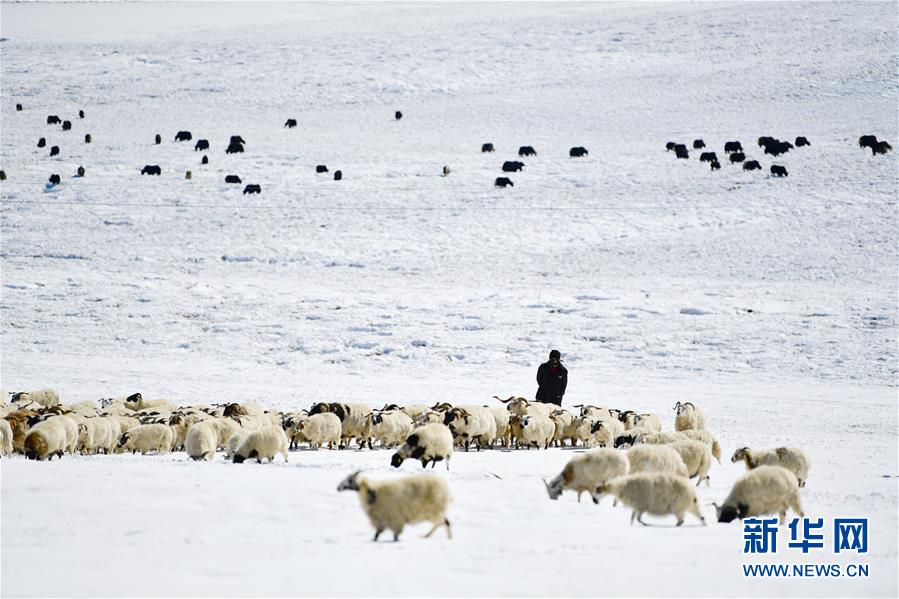 (圖文互動)(3)備足糧草好過冬——青海稱多縣采訪見聞
