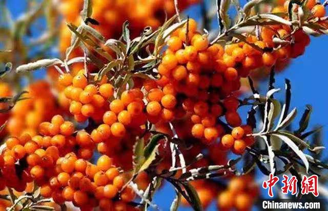 青海祁連:遍地沙棘成草原牧民致富“果”