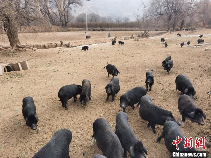 圖為藏香豬?！∑钤鲚?攝