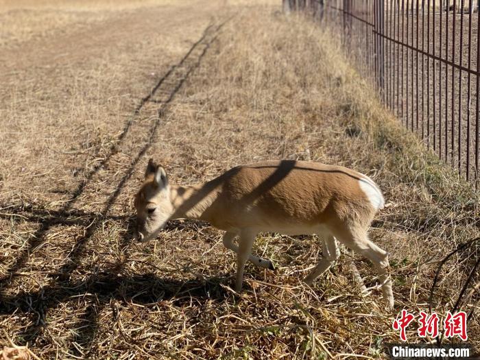 圖為普氏原羚?！±罱瓕?攝