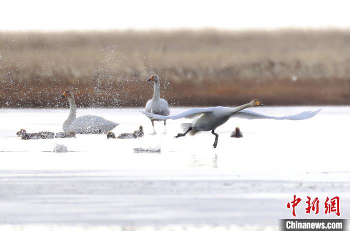 四川省阿壩州若爾蓋縣麥溪鄉(xiāng)的大天鵝。　安源 攝