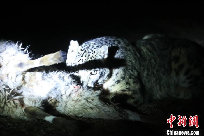 長江源、瀾滄江源啟動旗艦物種雪豹及棲息地保護項目