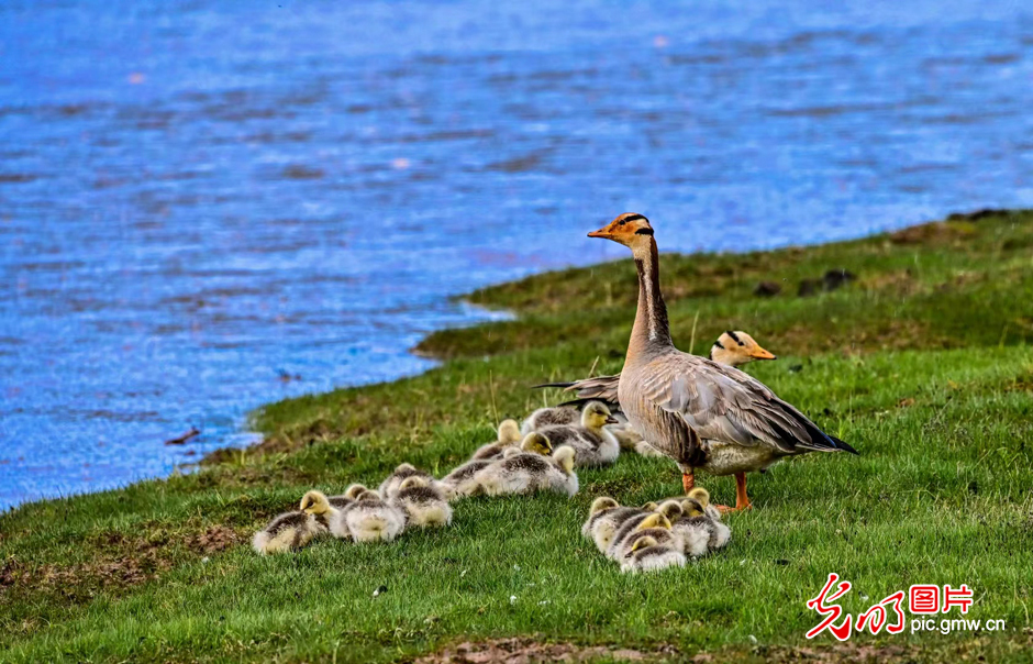 三江源國家公園正式設(shè)立，這是青海生態(tài)文明建設(shè)的新答卷