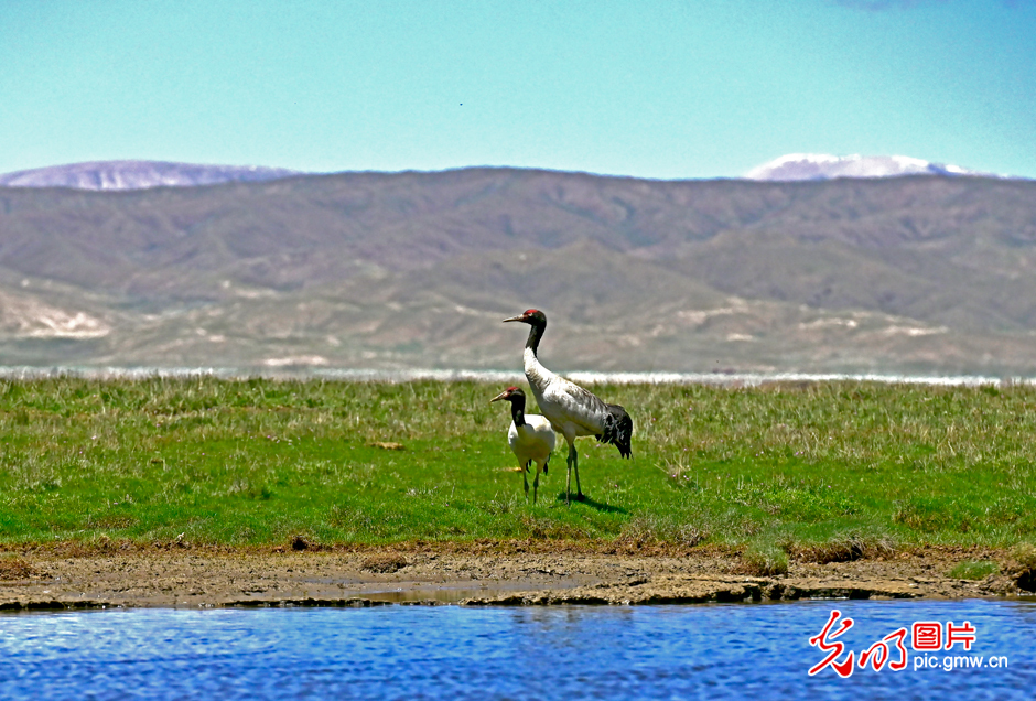 三江源國家公園正式設(shè)立，這是青海生態(tài)文明建設(shè)的新答卷