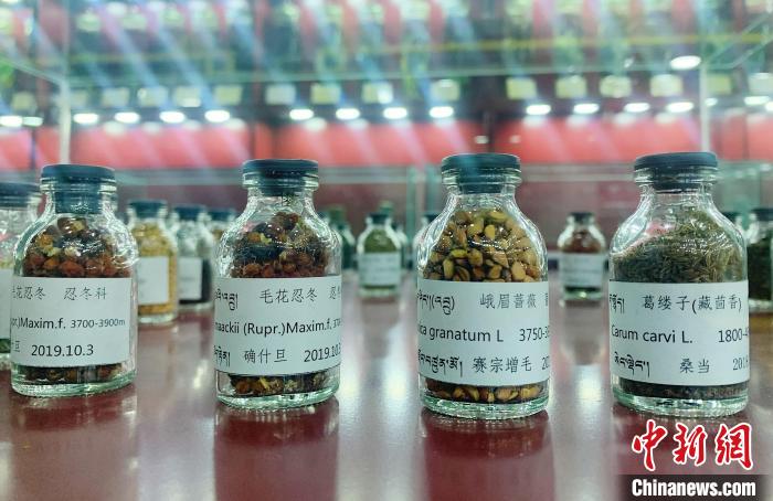 圖為海拔3500米以上珍貴草藥種子?！●R銘言 攝