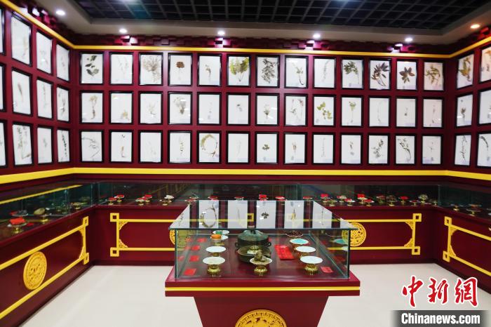 圖為藏藥臘葉標本。　馬銘言 攝