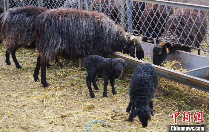 圖為黑藏羊及小羊羔正在吃草?！●R銘言 攝