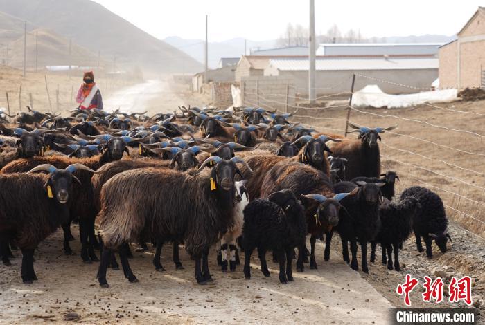 圖為牧民家的黑藏羊?！●R銘言 攝