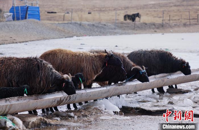 圖為黑藏羊正在喝水?！●R銘言 攝