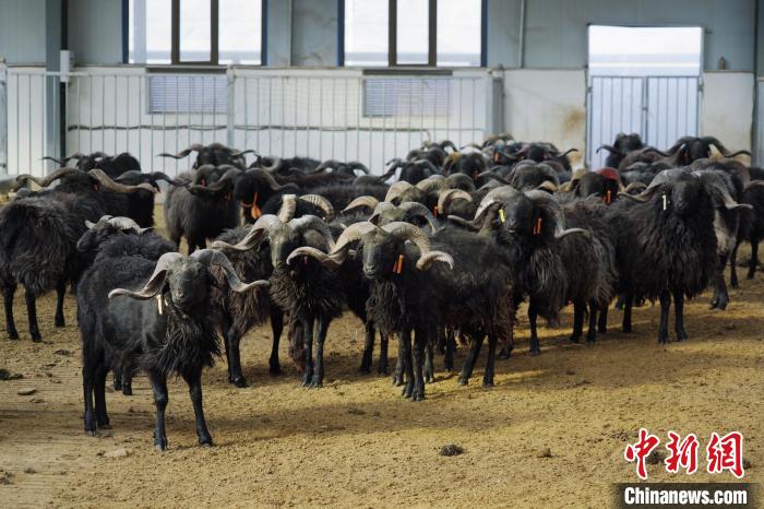 圖為黑藏羊?！●R銘言 攝