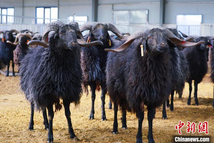 圖為黑藏羊?！●R銘言 攝