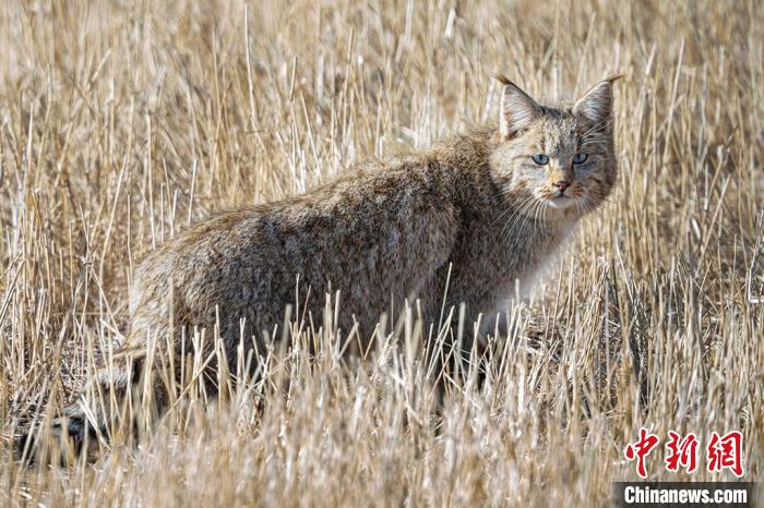 圖為拍攝到的荒漠貓。　許明遠(yuǎn) 攝