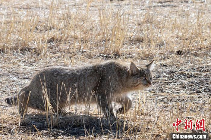 圖為拍攝到的荒漠貓?！O春生 攝
