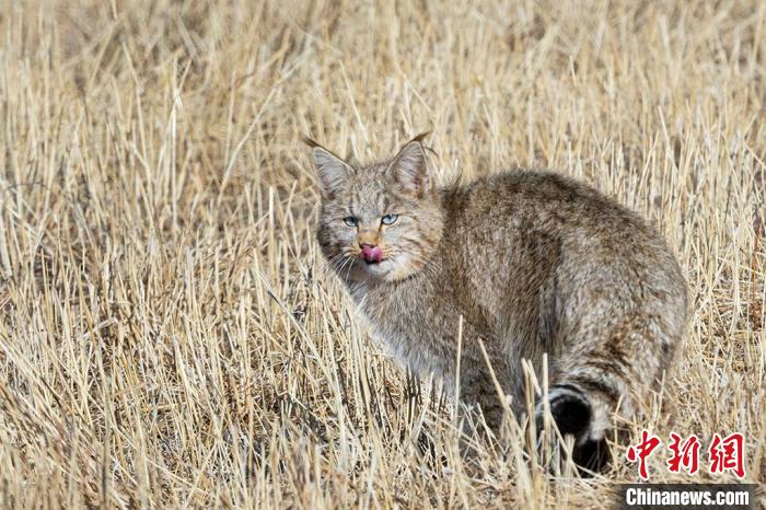 圖為拍攝到的荒漠貓?！O春生 攝