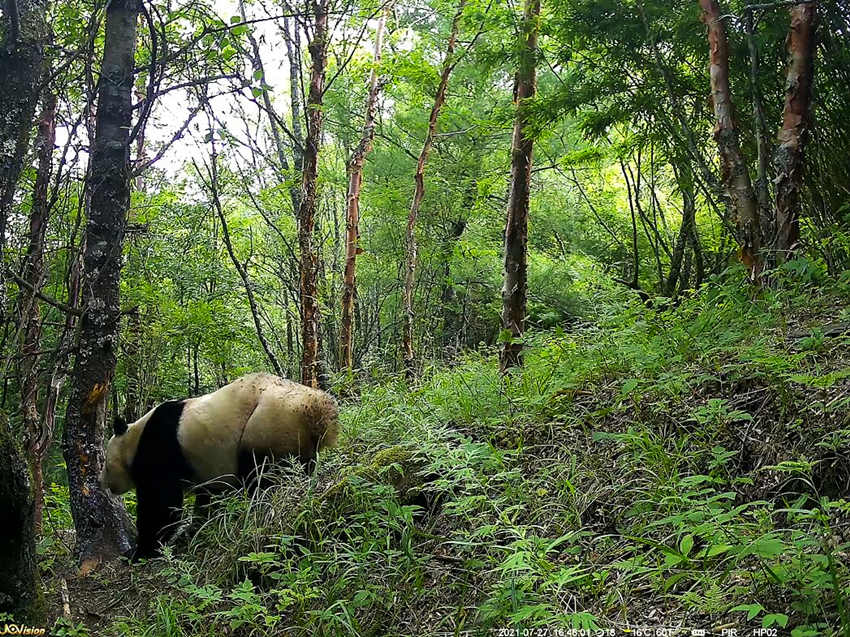 紅外相機拍攝到的野生大熊貓。平武縣融媒體中心供圖