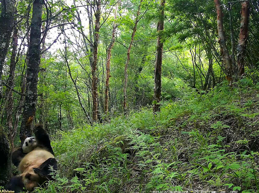 紅外相機拍攝到的野生大熊貓。平武縣融媒體中心供圖