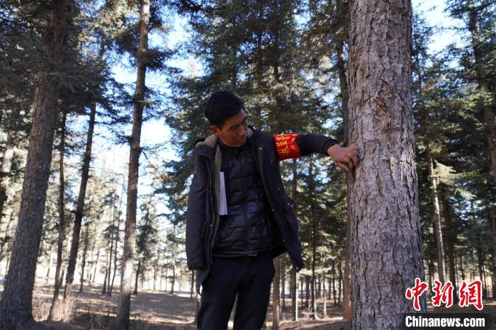 圖為桑杰加檢查林場樹木是否有病蟲害?！●R銘言 攝