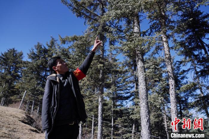 圖為桑杰加介紹林場樹木。　馬銘言 攝