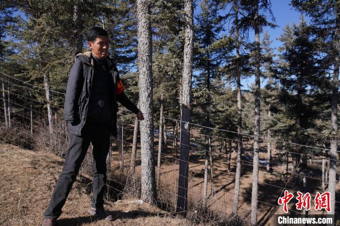 圖為桑杰加檢查林場防護網(wǎng)?！●R銘言 攝