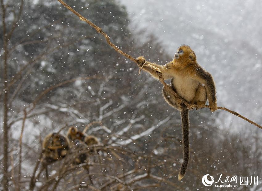 雪中嬉戲的川金絲猴。鐘歡攝