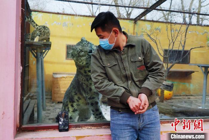 圖為雪豹“奶爸”史壽軍直播休息時與雪豹互動?！●R銘言 攝