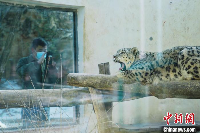 圖為雪豹“奶爸”史壽軍正在直播?！●R銘言 攝