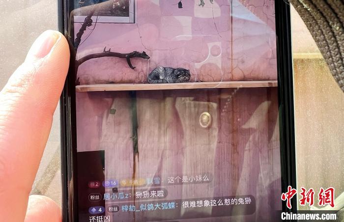 圖為雪豹“奶爸”史壽軍正在直播?！●R銘言 攝
