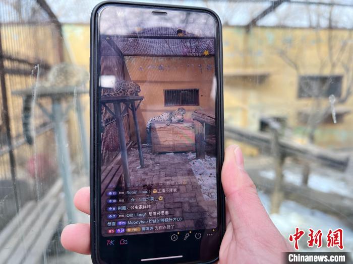 圖為雪豹“奶爸”史壽軍正在直播。　馬銘言 攝