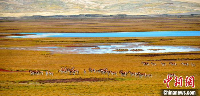 黃河源頭瑪多完成黑土灘(坡)治理23萬畝