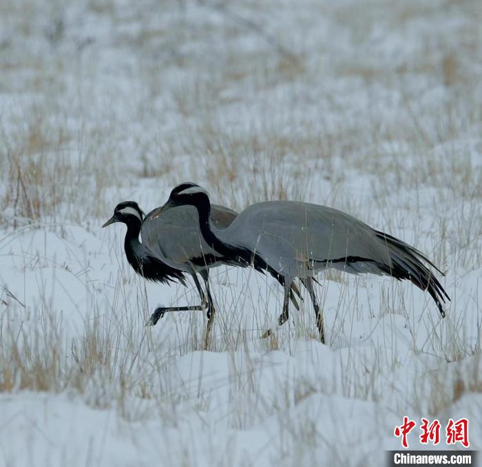 在若爾蓋濕地的蓑羽鶴。　尚東機(jī) 攝
