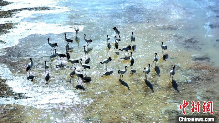 圖為黑頸鶴群駐足休憩?！￡惷髡?攝