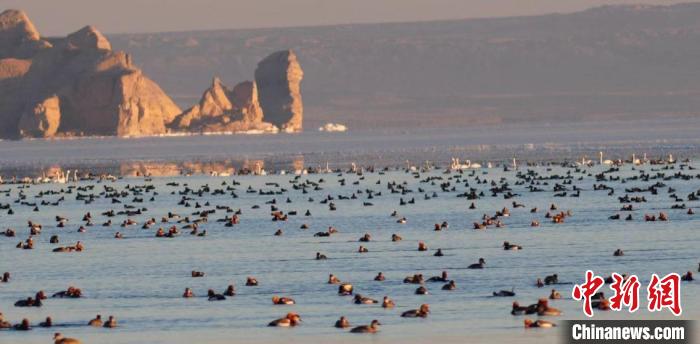青海第41屆“愛鳥周”活動:線上開展提高公眾愛鳥意識