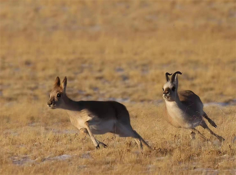藏羚羊。圖片來源：農(nóng)牧民大自然攝影隊