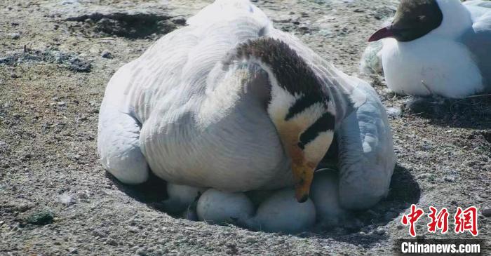 圖為斑頭雁孵蛋?！【G色江河 供圖