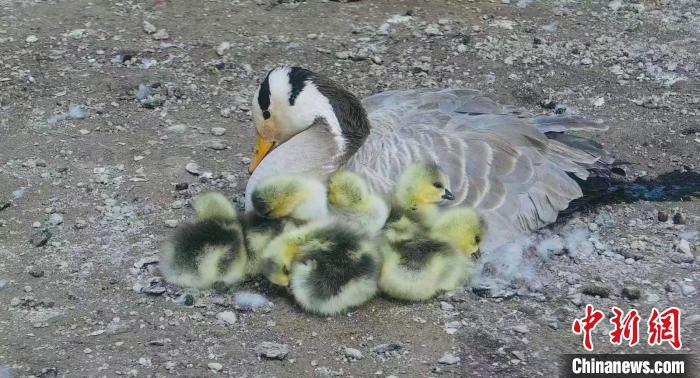 圖為斑頭雁母親和孩子們在一起?！【G色江河 供圖