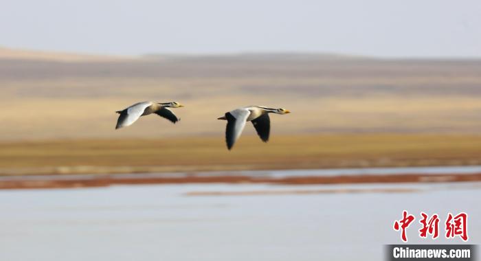 圖為飛翔的斑頭雁?！【G色江河 供圖