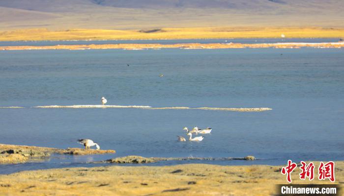 圖為斑頭雁在班德湖中休憩?！【G色江河 供圖