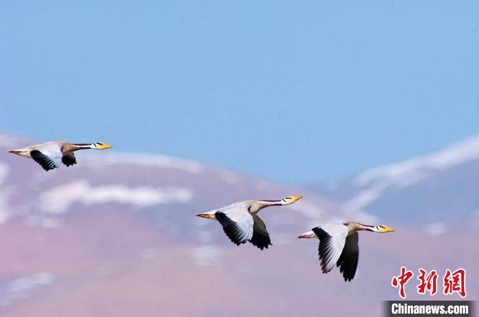 圖為斑頭雁在空中飛行。　綠色江河 供圖