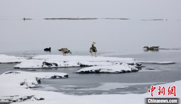 圖為斑頭雁在班德湖邊嬉戲?！【G色江河 供圖
